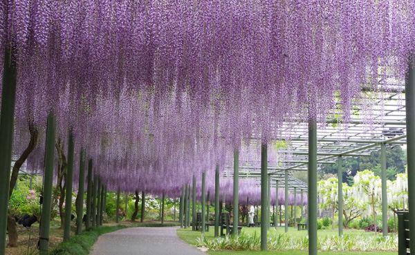 紫色花海的夢幻絕景！
