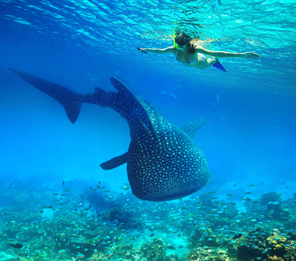 悠遊宿霧，與鯨鯊共游新體驗