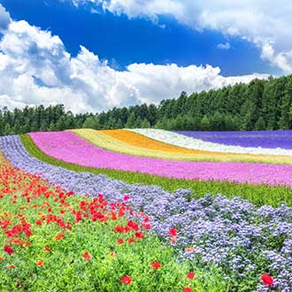 夏日北海道系列