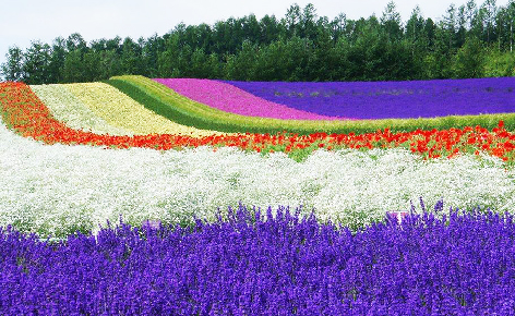 富良野花田