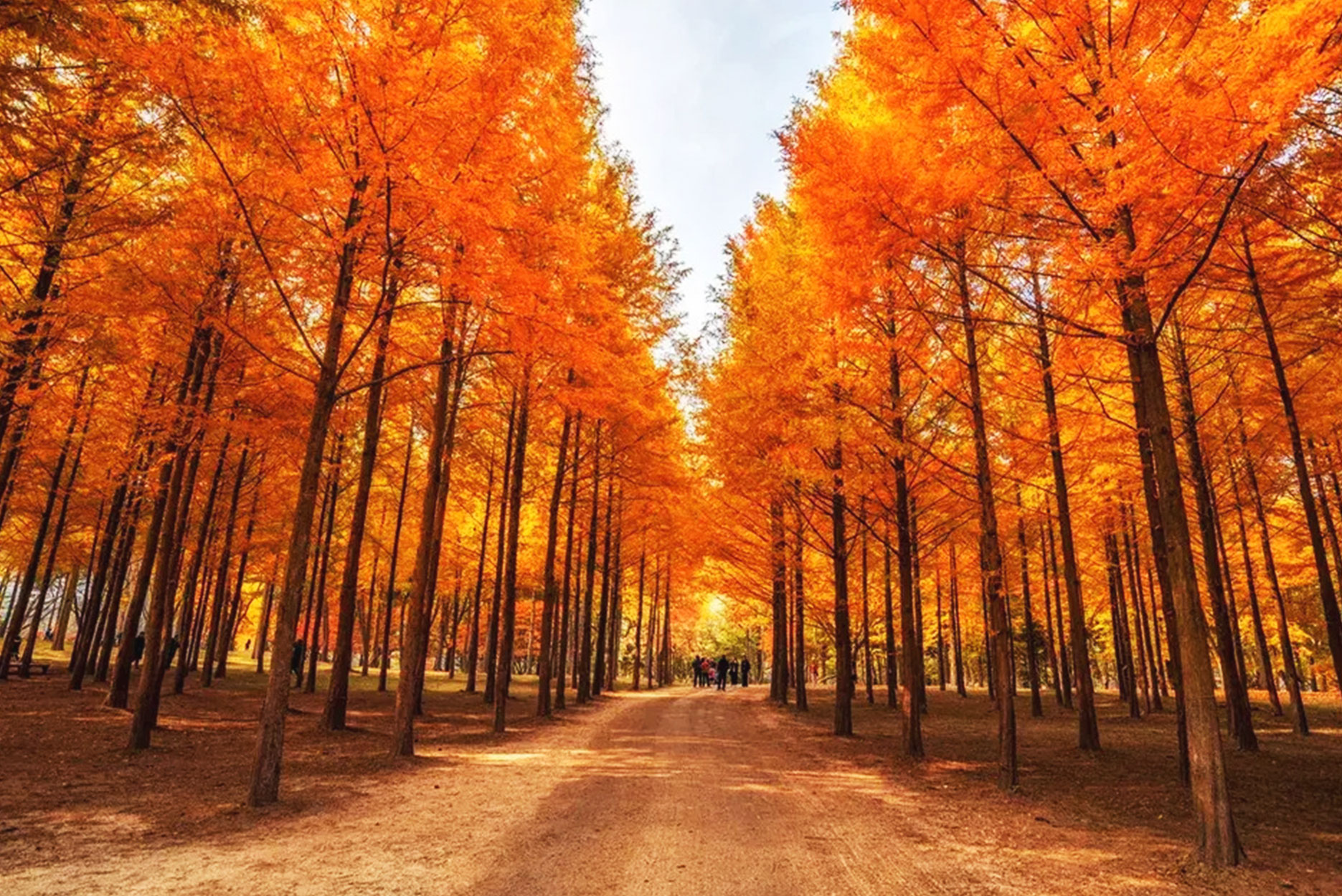 秋楓雪嶽山５日(彩妝1站)