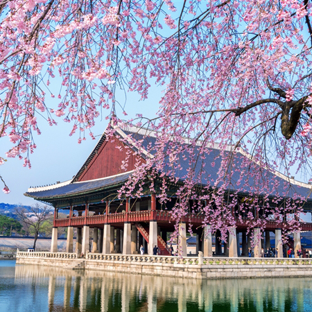 米其林星級首爾５日(無購物)~全程首爾市區四星飯店.潮流聖品聖水洞.海棠鳥園.LUGE渠道滑車.香草島樂園.魚飛溪谷冰川