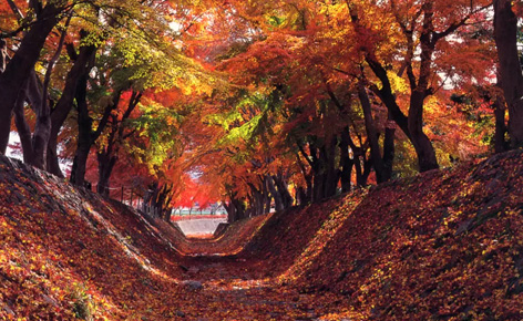 【高雄出發】東京紅葉名所6日